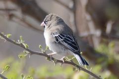 Sporopipes squamifrons