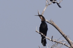Anhinga rufa rufa
