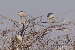 Nycticorax nycticorax