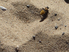 Dasymutilla stevensi