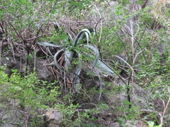Agave xylonacantha