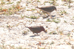 Lagonosticta senegala