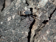 Acupalpa albitarsa