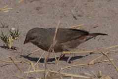 Lagonosticta senegala