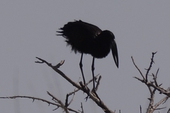 Anastomus lamelligerus