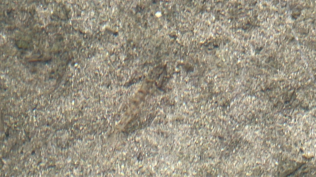 Spotted hillstream loach (Formosania stigmata) — Balitoridae