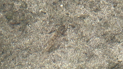 Spotted hillstream loach (Formosania stigmata) — Balitoridae