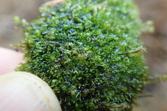 Riccardia chamedryfolia