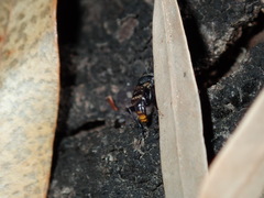 Acupalpa albitarsa