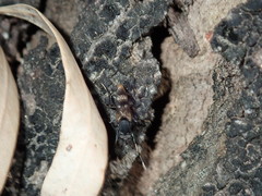 Acupalpa albitarsa