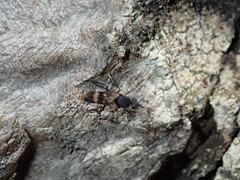 Acupalpa albitarsa