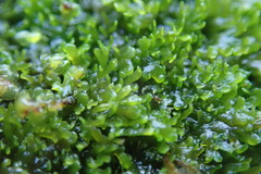 Riccardia chamedryfolia