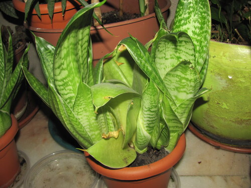 Sansevieria trifasciata 'Golden Flame' 2