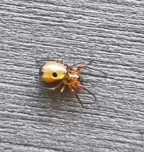 Small Orbweaver photo 2