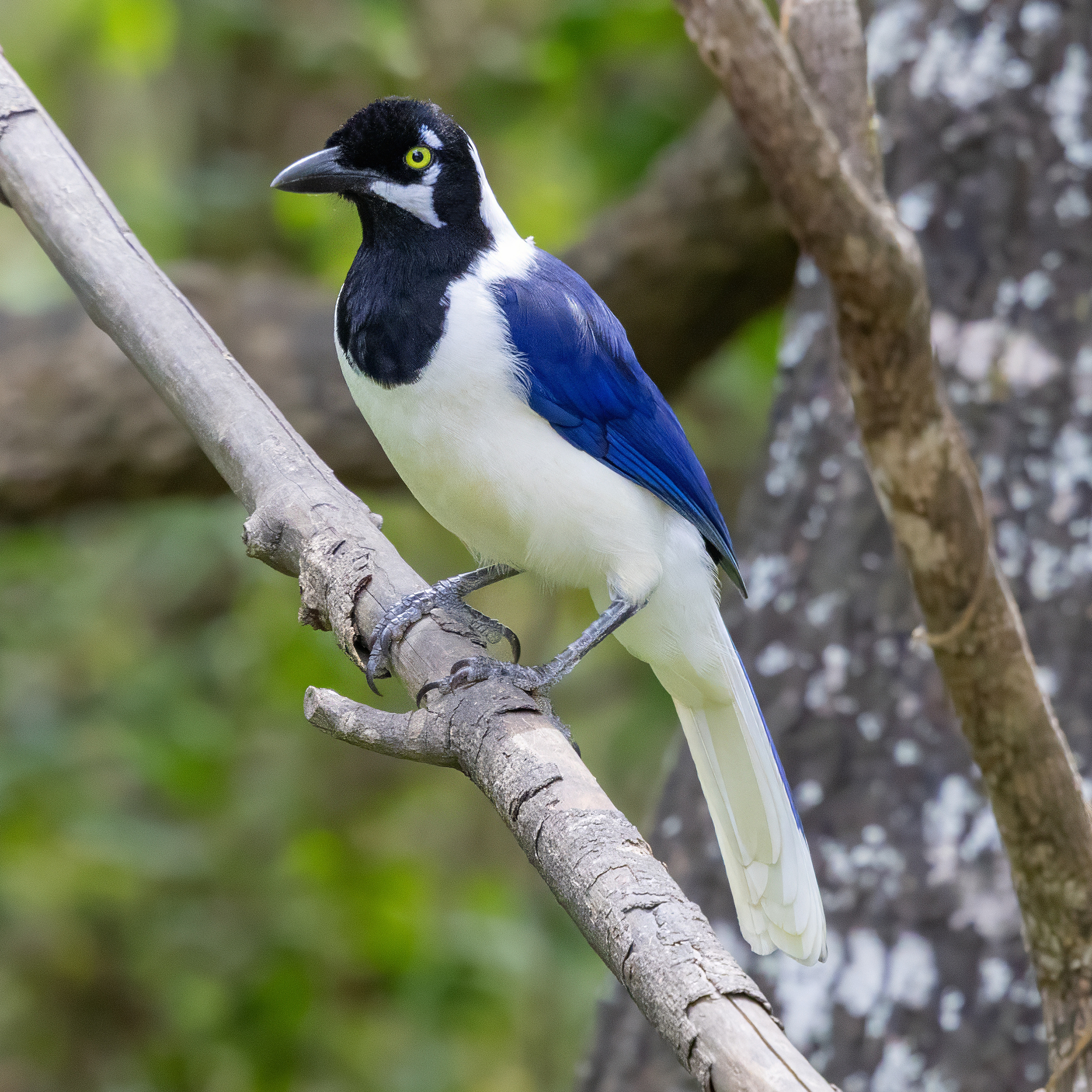 White-tailed Jay (Cyanocorax mystacalis), photo 4