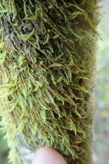 Pseudoleskea stenophylla