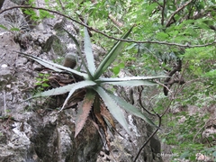 Agave xylonacantha