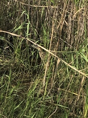 Botaurus lentiginosus image