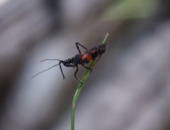 Catasphactes coprias