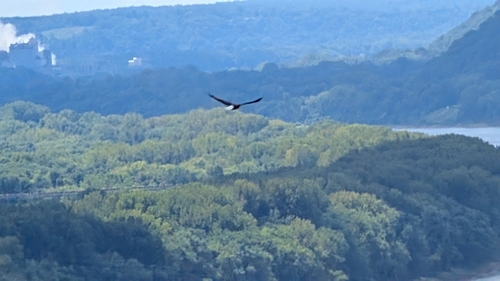 Bald Eagle photographed in Indiana