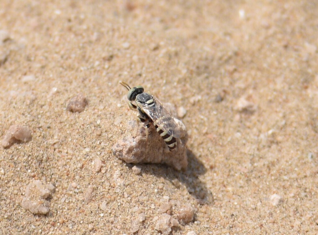 Palarus laetus