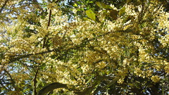 Acacia hubbardiana