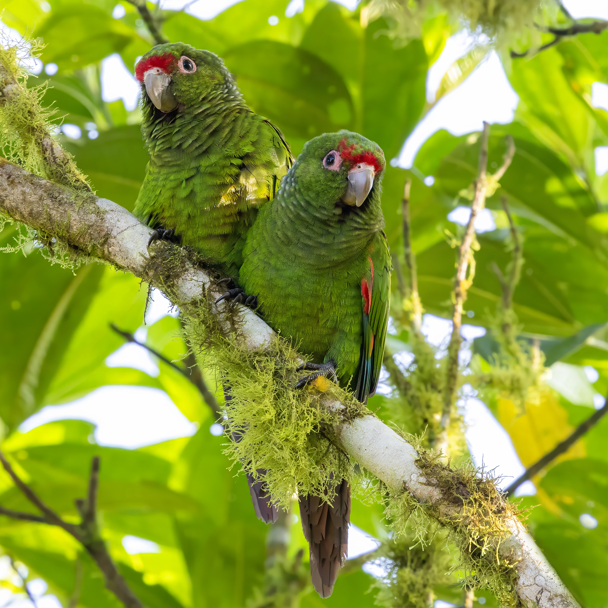 El Oro Parakeet (Pyrrhura orcesi), photo 1