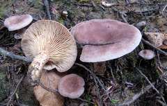 Lactarius hibbardiae