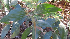 Acacia flavescens