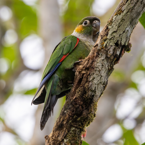 White-breasted Parakeet (Pyrrhura albipectus), photo 4