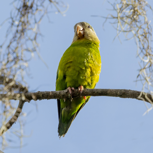 Grey-cheeked Parakeet (Brotogeris pyrrhoptera)