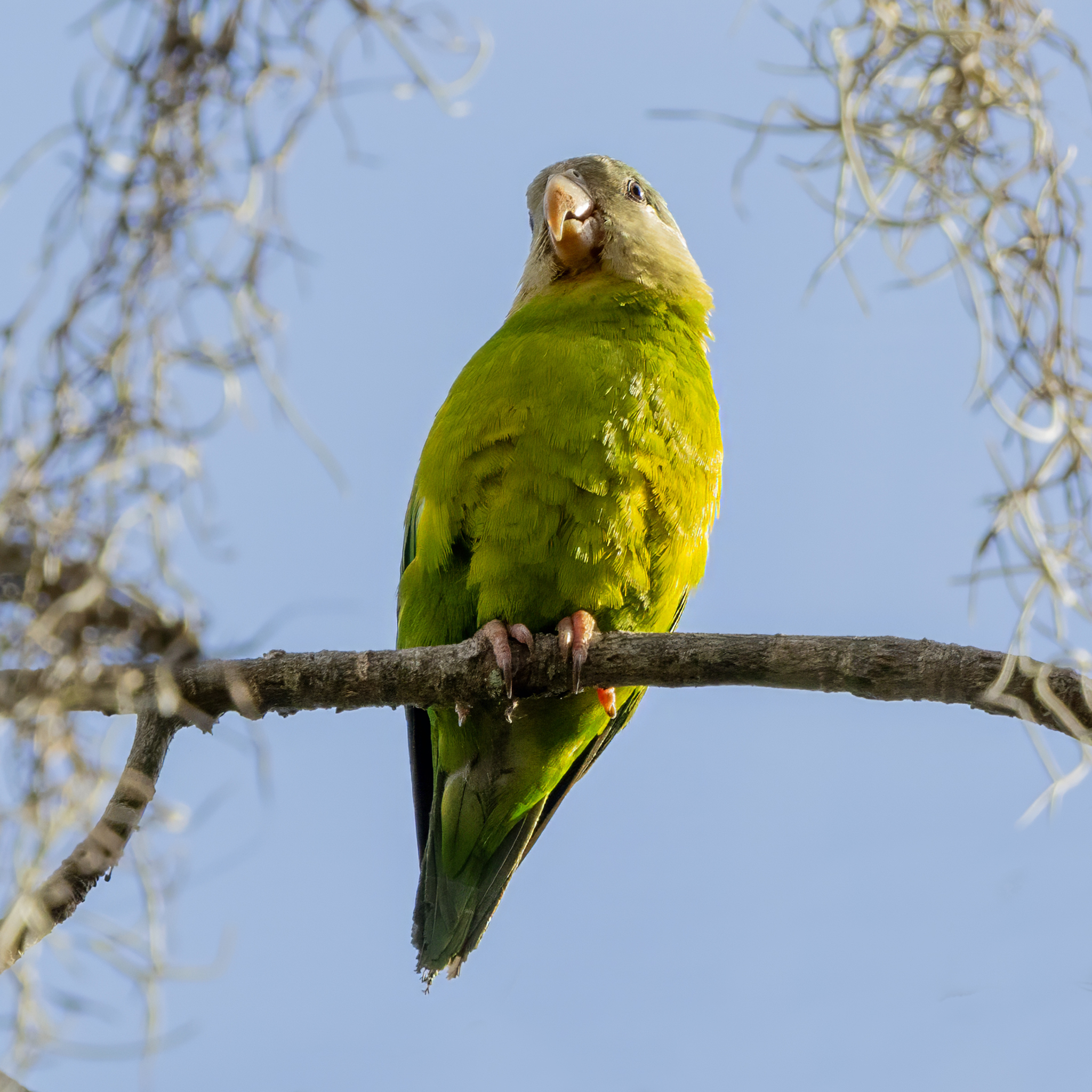 Grey-cheeked Parakeet (Brotogeris pyrrhoptera), photo 1