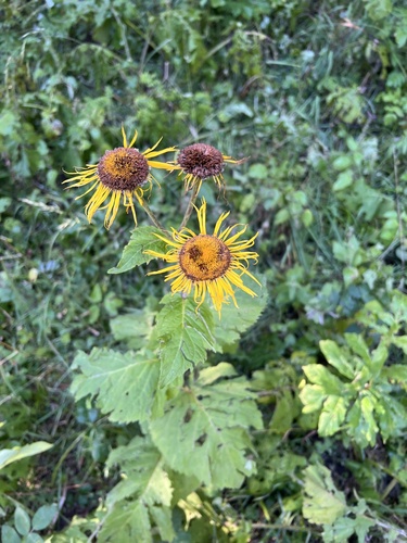 Telekia speciosa