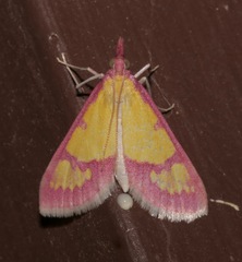 Choristostigma roseopennalis