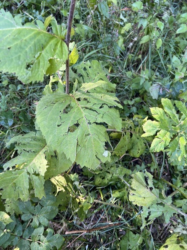 Telekia speciosa