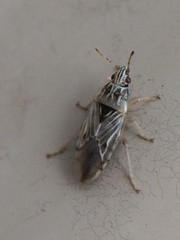 Holcocranum saturejae