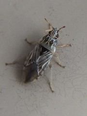 Holcocranum saturejae