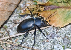 Carabus glabratus