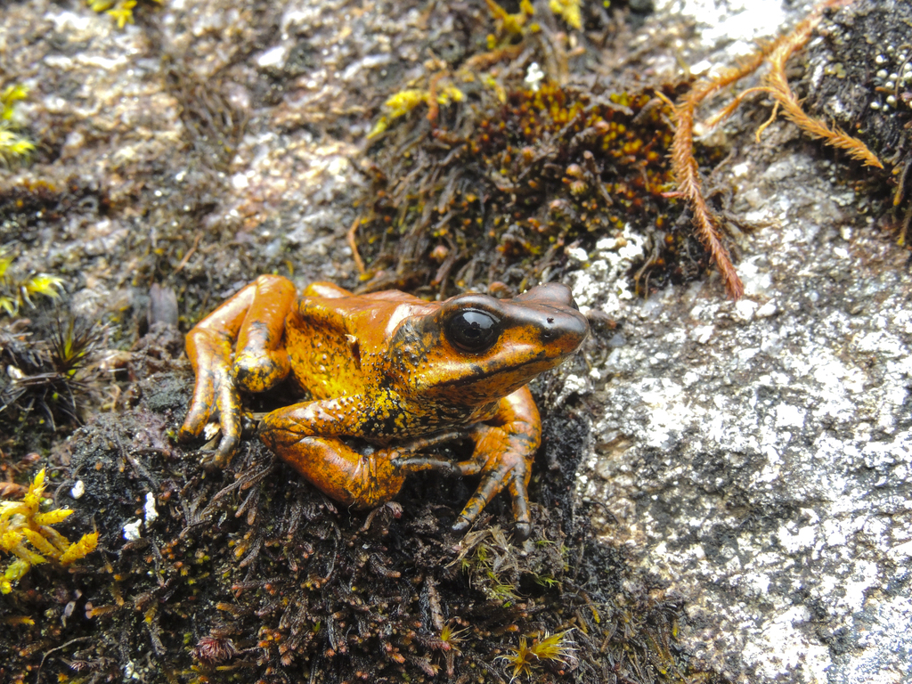 Guajira Stubfoot Toad