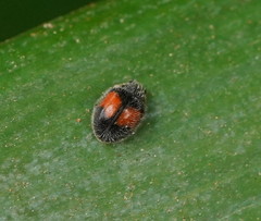 Diomus notescens