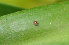 Diomus notescens
