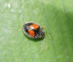 Diomus notescens