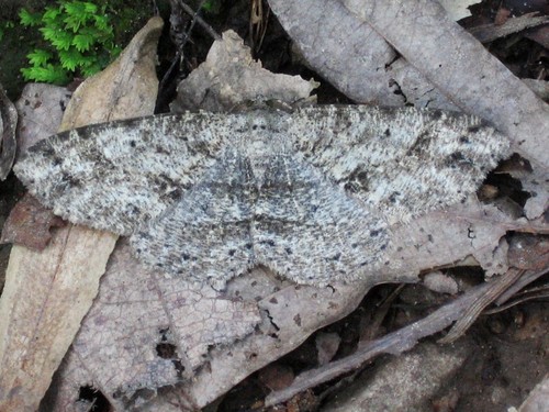 Canadian Melanolophia Moth