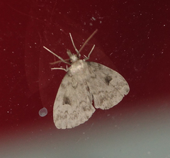 Parahypenodes quadralis