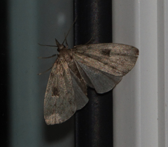 Parahypenodes quadralis