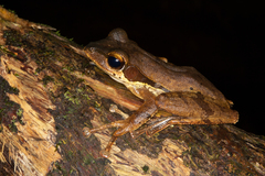 Polypedates macrotis