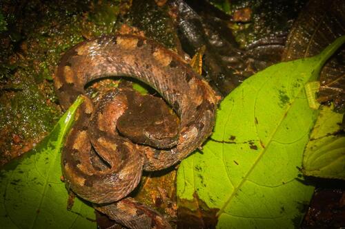 Rainforest Hognose Viper