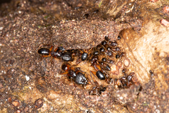 Myrmotarsus