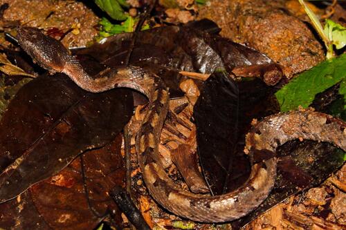 Rainforest Hognose Viper