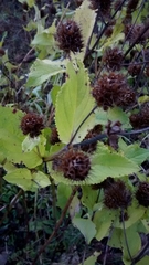 Lepechinia caulescens